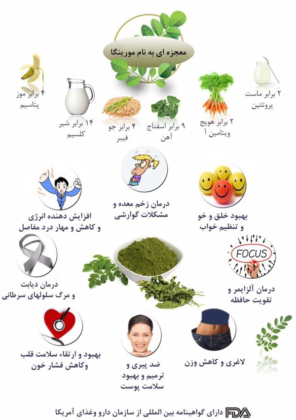 برگ خشک مورینگا اولیفرا برگ دارویی گیاه دارویی مورینگا اولیفرا دمنوش مورینگا اولیفرا طب جو چای مورینگا اولیفرا چای سبز مورینگا